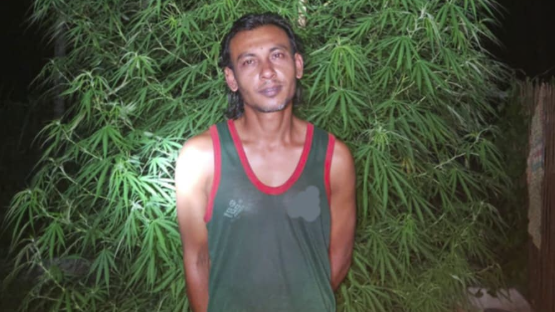 মেহেরপুরে গাঁজা গাছসহ সেনাবাহিনীর হাতে আটক ২